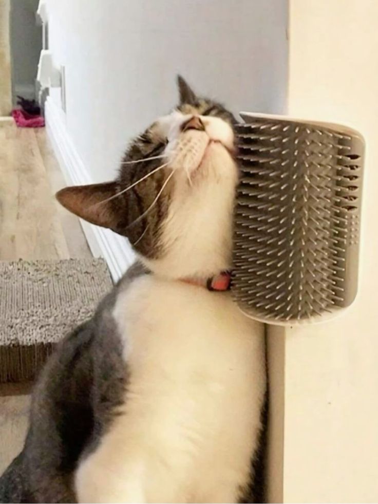 PetParent SelfCare™ Groomer